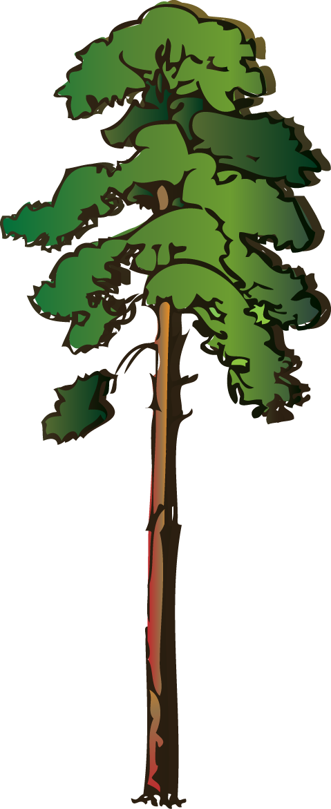 Redwood Tree Clipart 