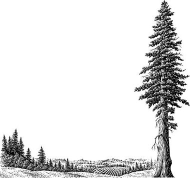 Redwood Tree Brown Green Image Vector Clip Art Online Royalty 