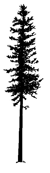 Redwood tree with face clipart png 