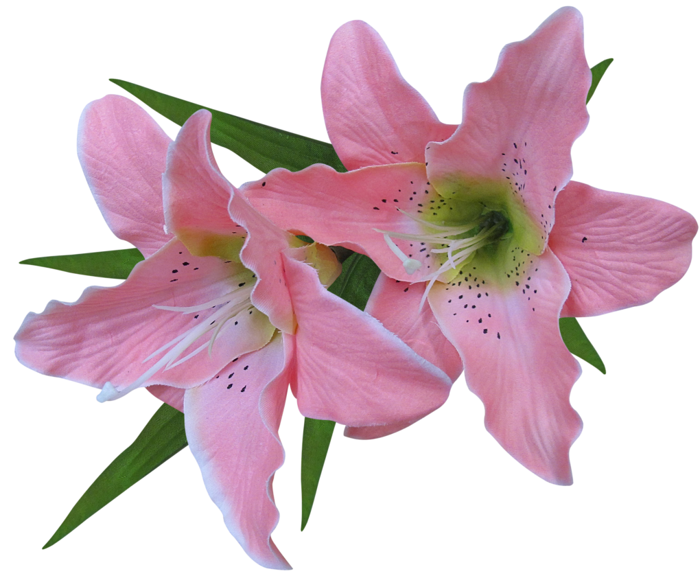 Lily flower clip art free 