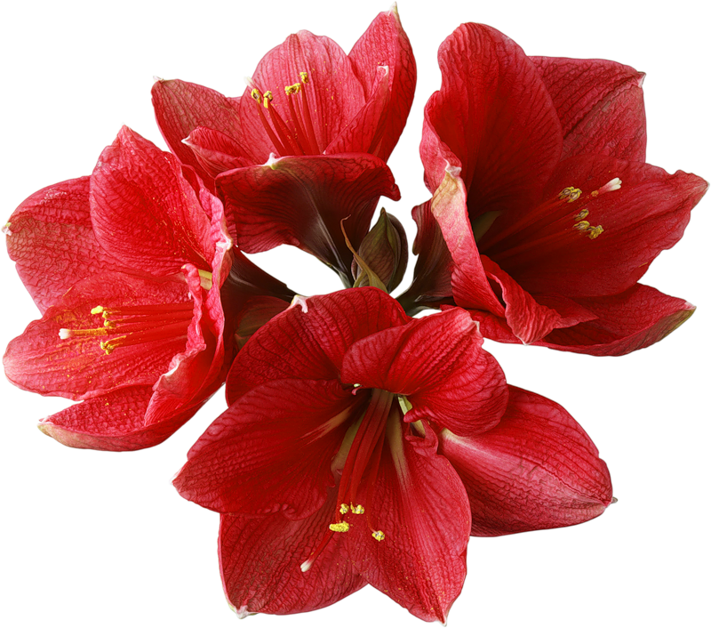 Red Orchid PNG Clipart 