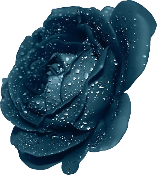 Blue Rose With Dew Clipart 