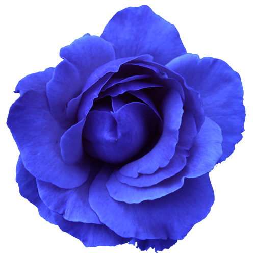 Flower Rose Blue No Back 