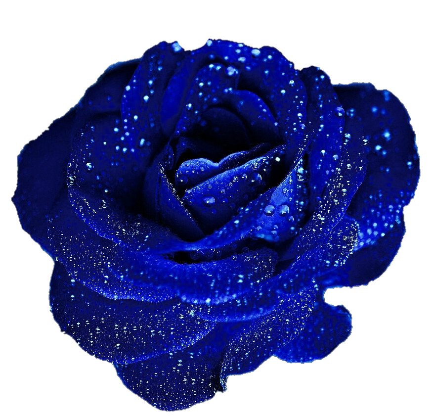 Blue Roses Clipart ~ Blue Roses Png 20 Free Cliparts | Bodhywasuhy