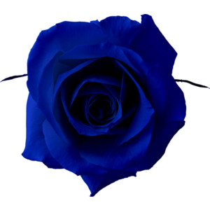 Blue rose corsage. 