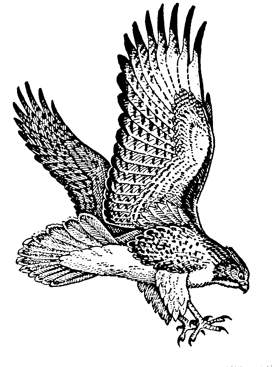 Red hawk clipart 