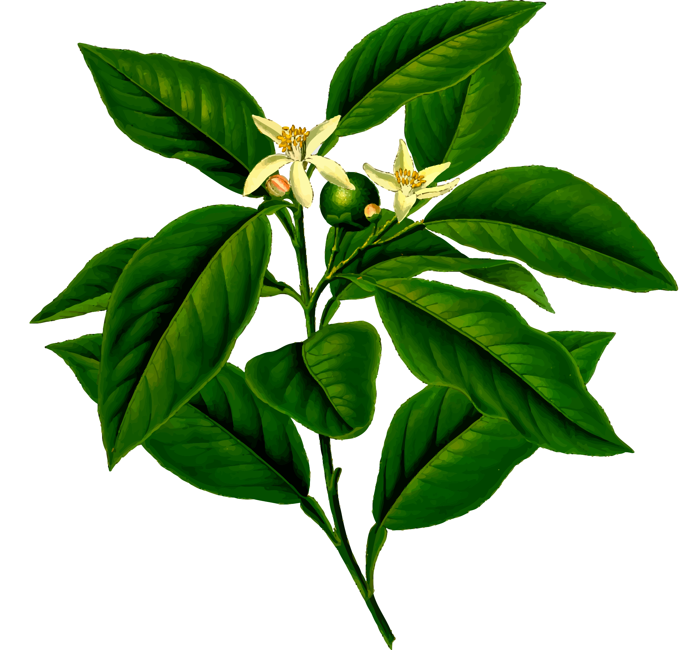 0 Result Images of Lemon Tree Png Clipart - PNG Image Collection