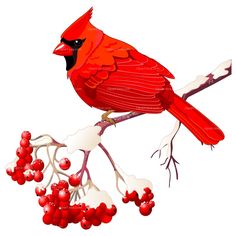 Clipart of a cardinal - Clipart Library - Clip Art Library