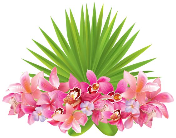 Tropical Flowers PNG Clipart Image 