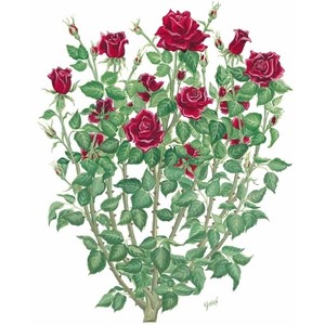 Rose bush clip art 