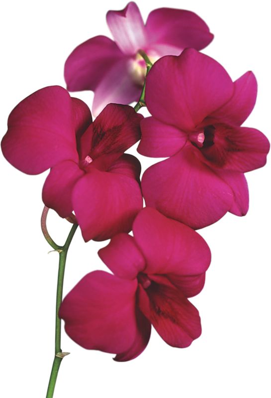 Orchid png clipart 