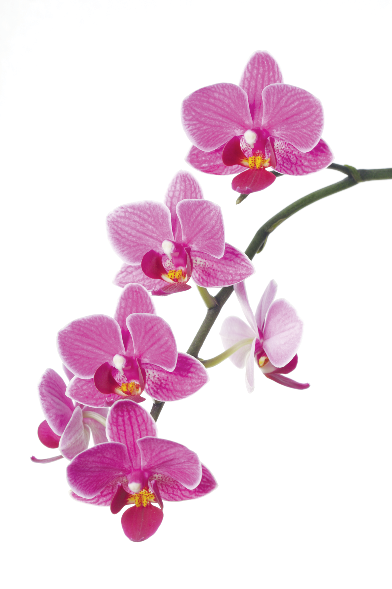 Flower Orchid Clipart 