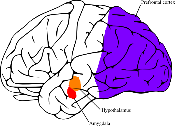 Brain Structures Anger Clip Art at Clker 