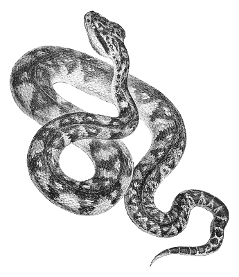 Serpent on Craiyon