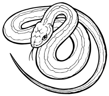black and white drawings of snakes