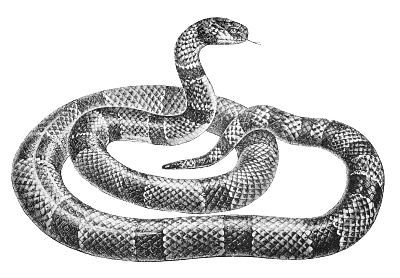 Free Black and White Snake Clipart, 1 page of Public Domain Clip Art 