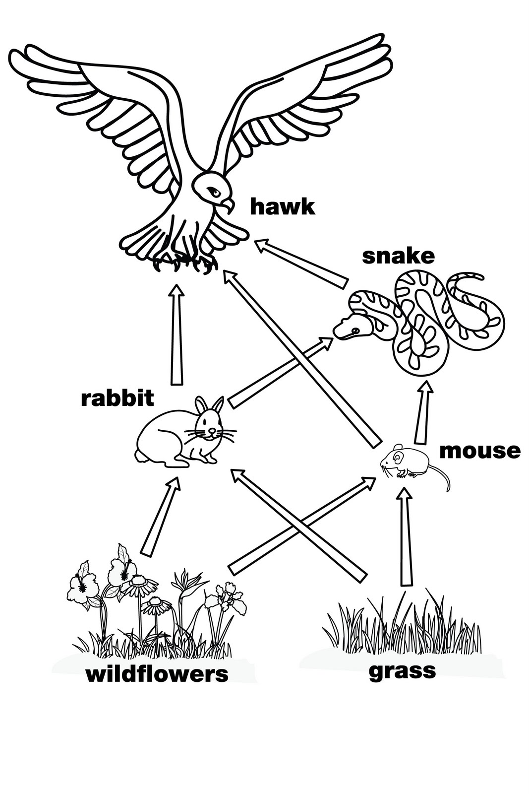 Food chain clipart black and white 