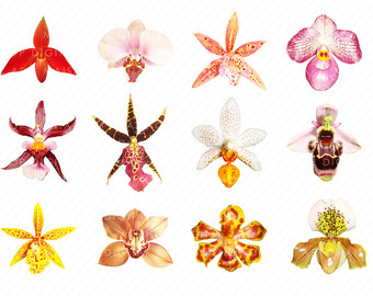 Free Cliparts Singapore Orchids, Download Free Cliparts Singapore ...