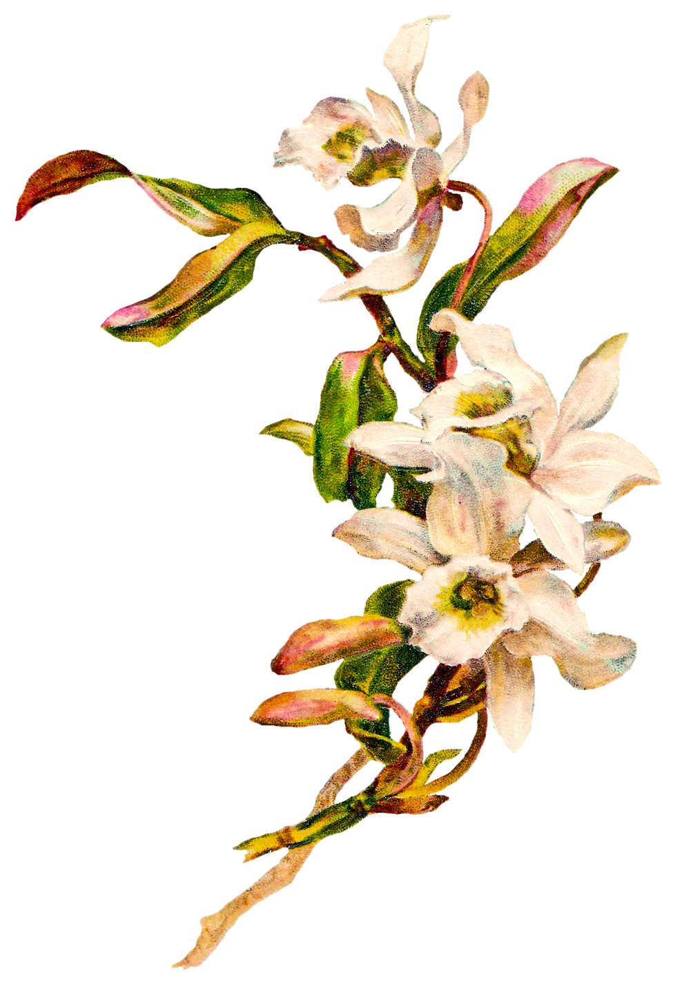 Orchid Flower Clip Art 