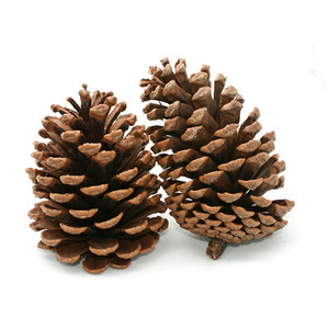 Free Pine Cliparts