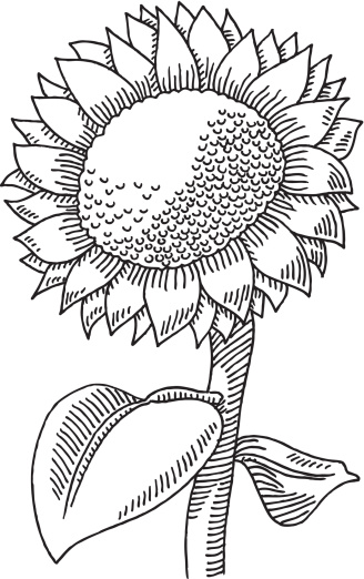 Silhouette Of The Black And White Sunflowers Clip Art, Vector 