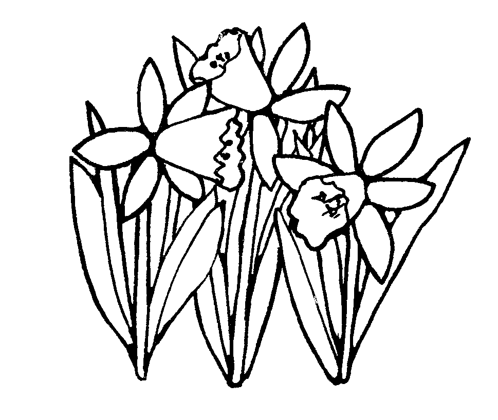 Daffodil clip art black and white 