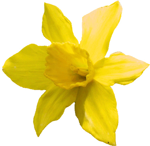 Daffodil Clipart 