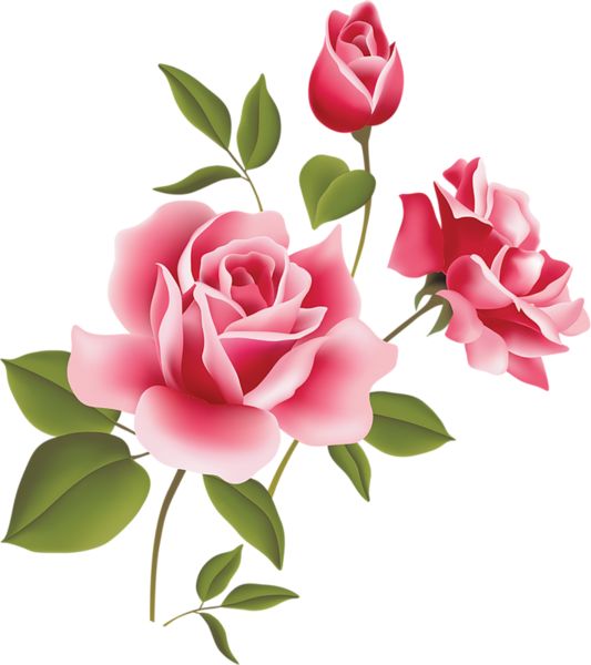 Pink Sash Cliparts