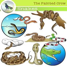 Species Interaction Cliparts