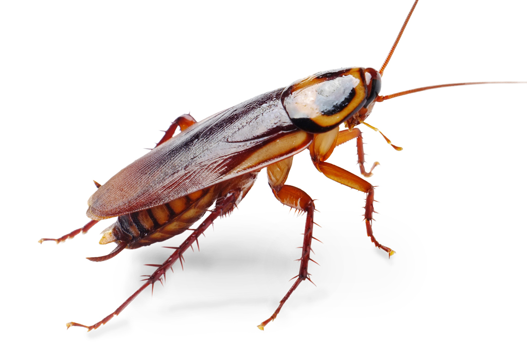 Cockroach species interaction clipart 