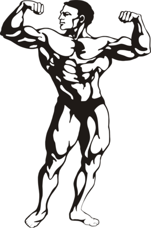Muscles Clipart 