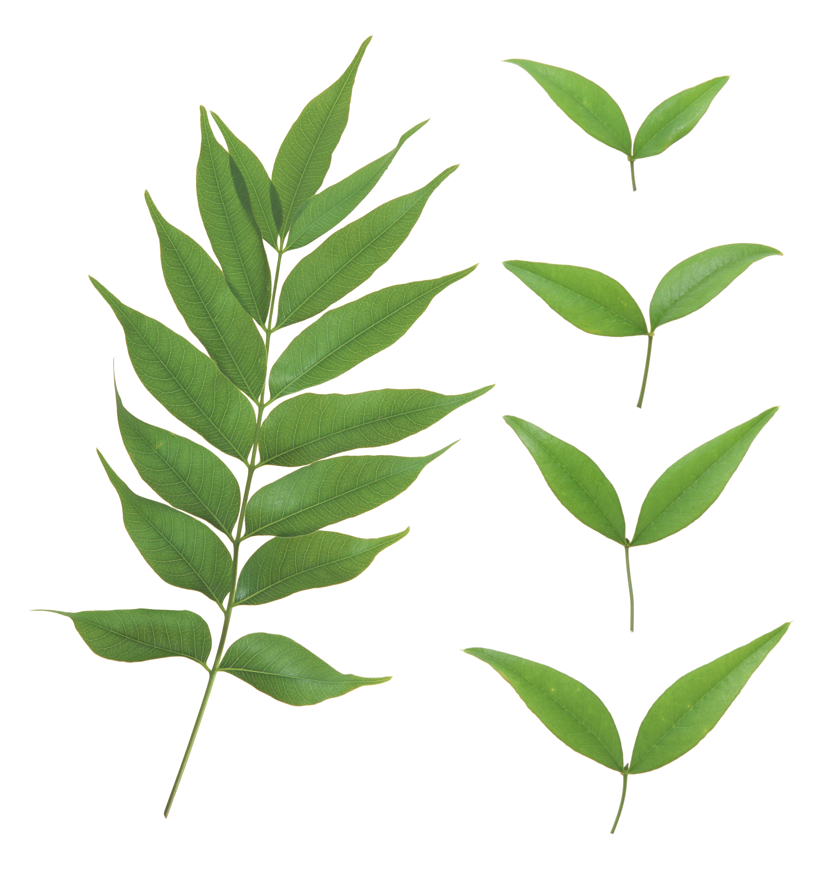 Green leaves PNG image free download pictures 