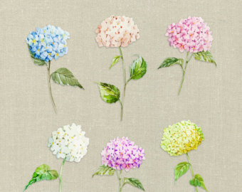 Vintage Hydrangea Cliparts