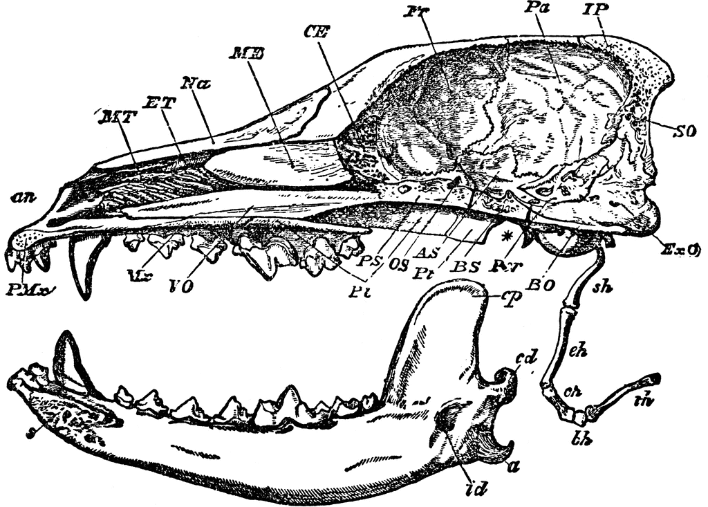 Изучите строение черепа млекопитающего. Кости черепа собаки анатомия. Череп собаки анатомия. Строение черепа собаки. Череп собаки верхняя часть.