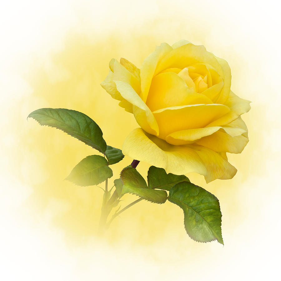 yellow rose clip art 
