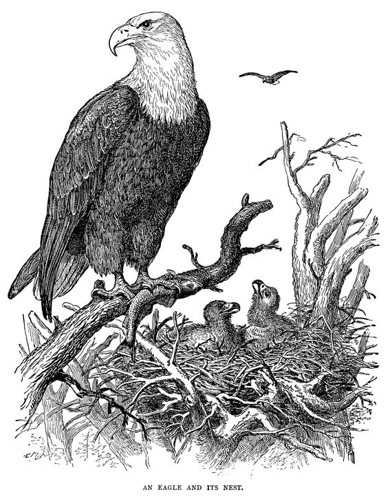 13000 Eagle Drawing Pictures
