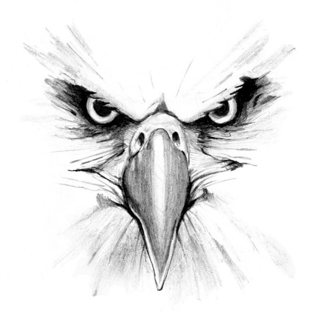 Black and white eagle pencil drawing