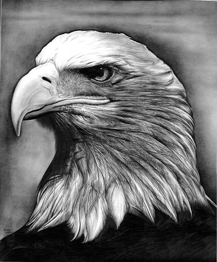 Bald Eagle Portrait Realistic Drawing American Stock Illustration  2287237103 | Shutterstock