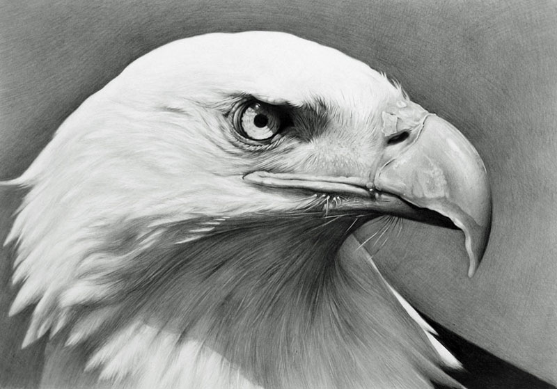 How to Draw Feathers: Drawing a Realistic Eagle Head - YouTube