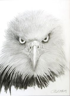 How to Draw an Eagle Head Step by Step  EasyDrawingTips