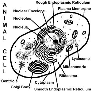 animal cell diagram not labeled black and white