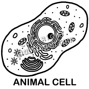 animal cell unlabeled black and white