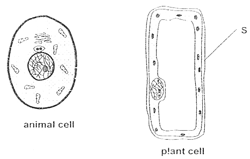 black and white plant cell diagram without labels
