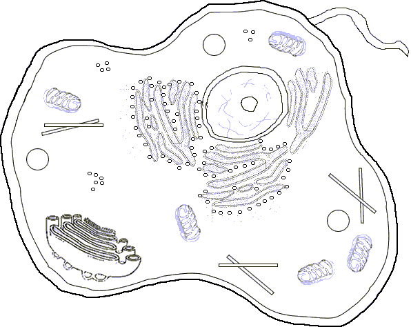 black and white plant cell diagram without labels
