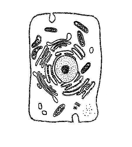 Plant animal cell clipart bacteria 