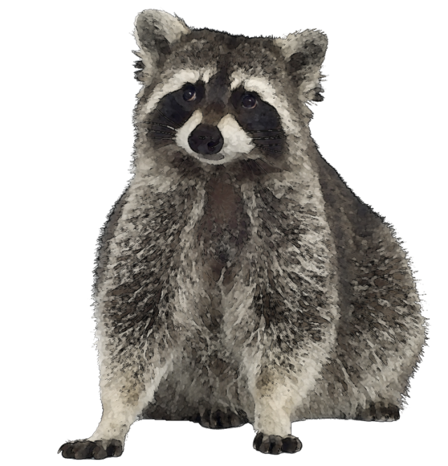 Free Raccoon Clipart Image 