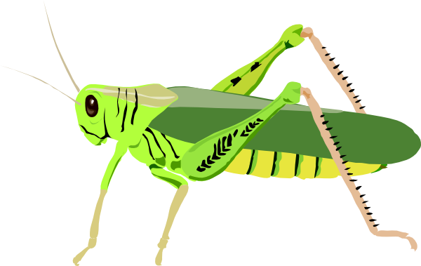 Grasshopper Locust Clip Art at Clker 