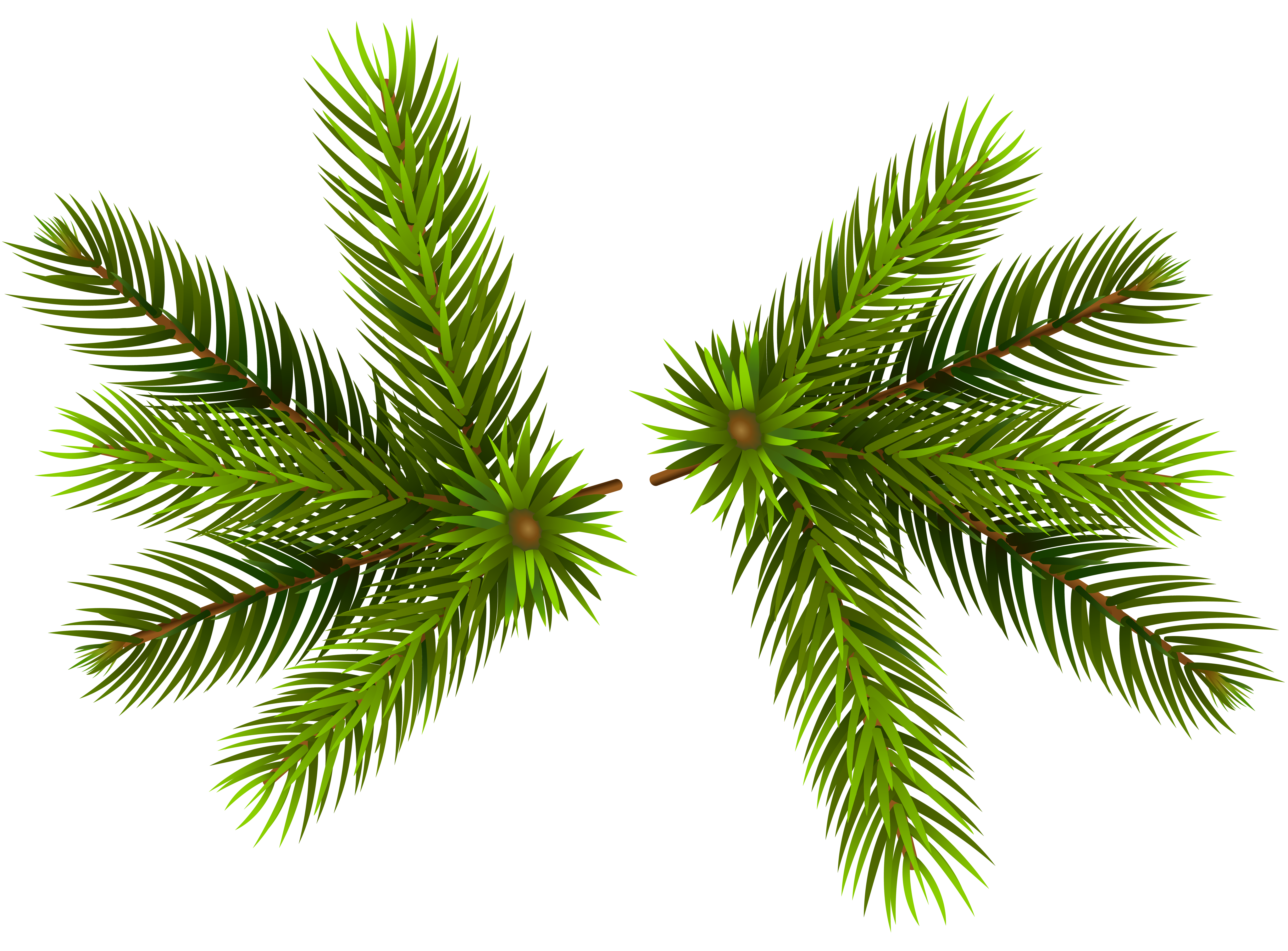 Pine Branches Transparent PNG Clip 