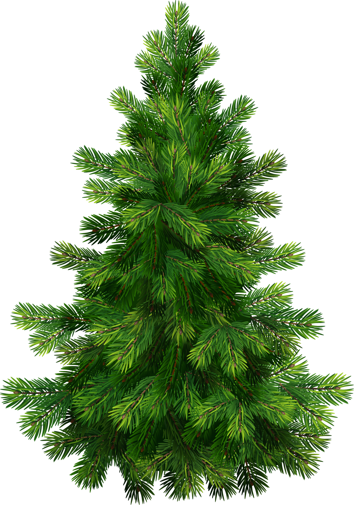 Evergeen branches clipart png transparent background 