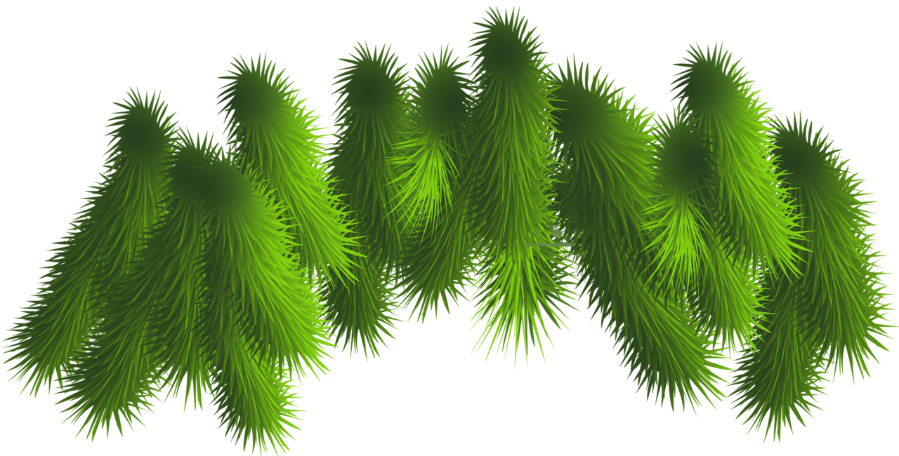 Transparent Pine Branches PNG Clipart 